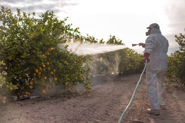 Best Affordable Pest Control Services  in Panacea, FL